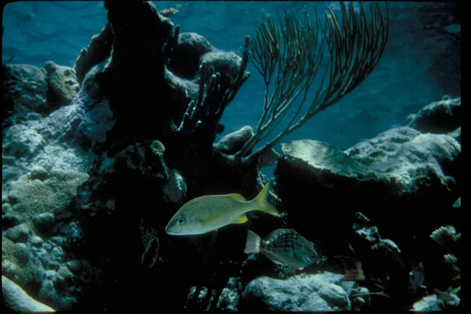Reef fish weaving through a black coral sea fan at Buck Island Reef National Monument — St. Croix