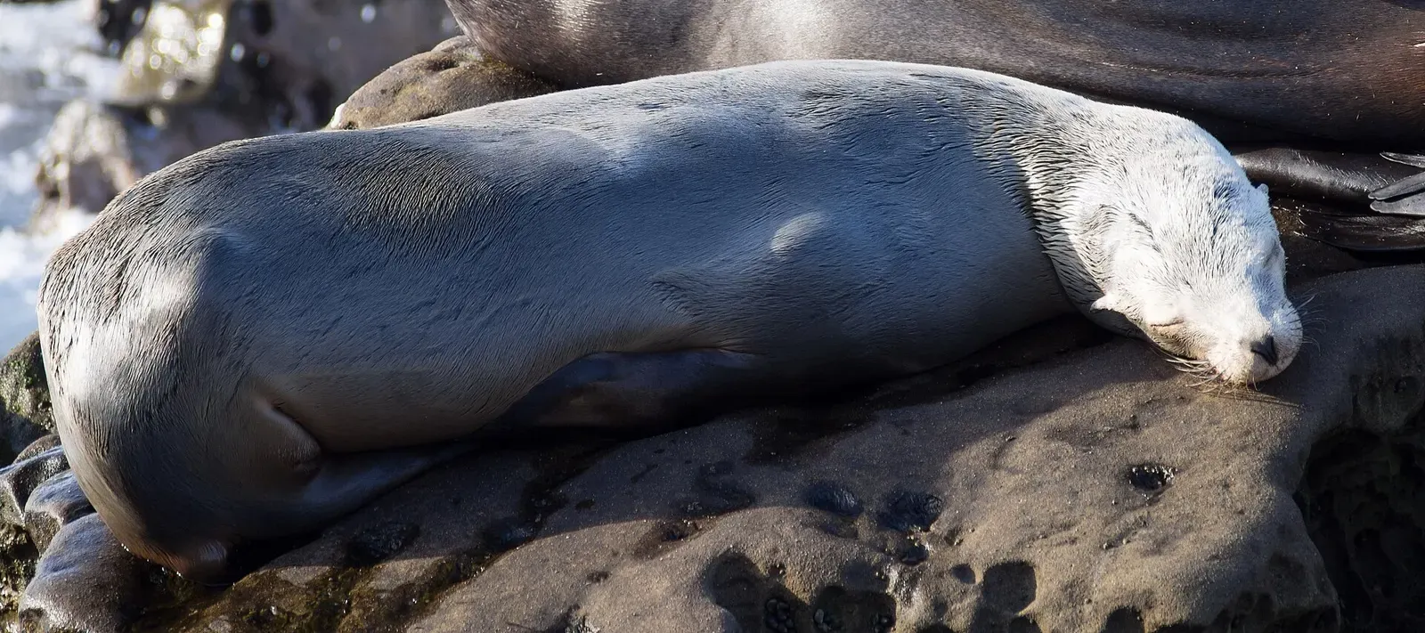 Group of California sea lions hauled out on rocks at Scripps Park — La Jolla Cove, La Jolla