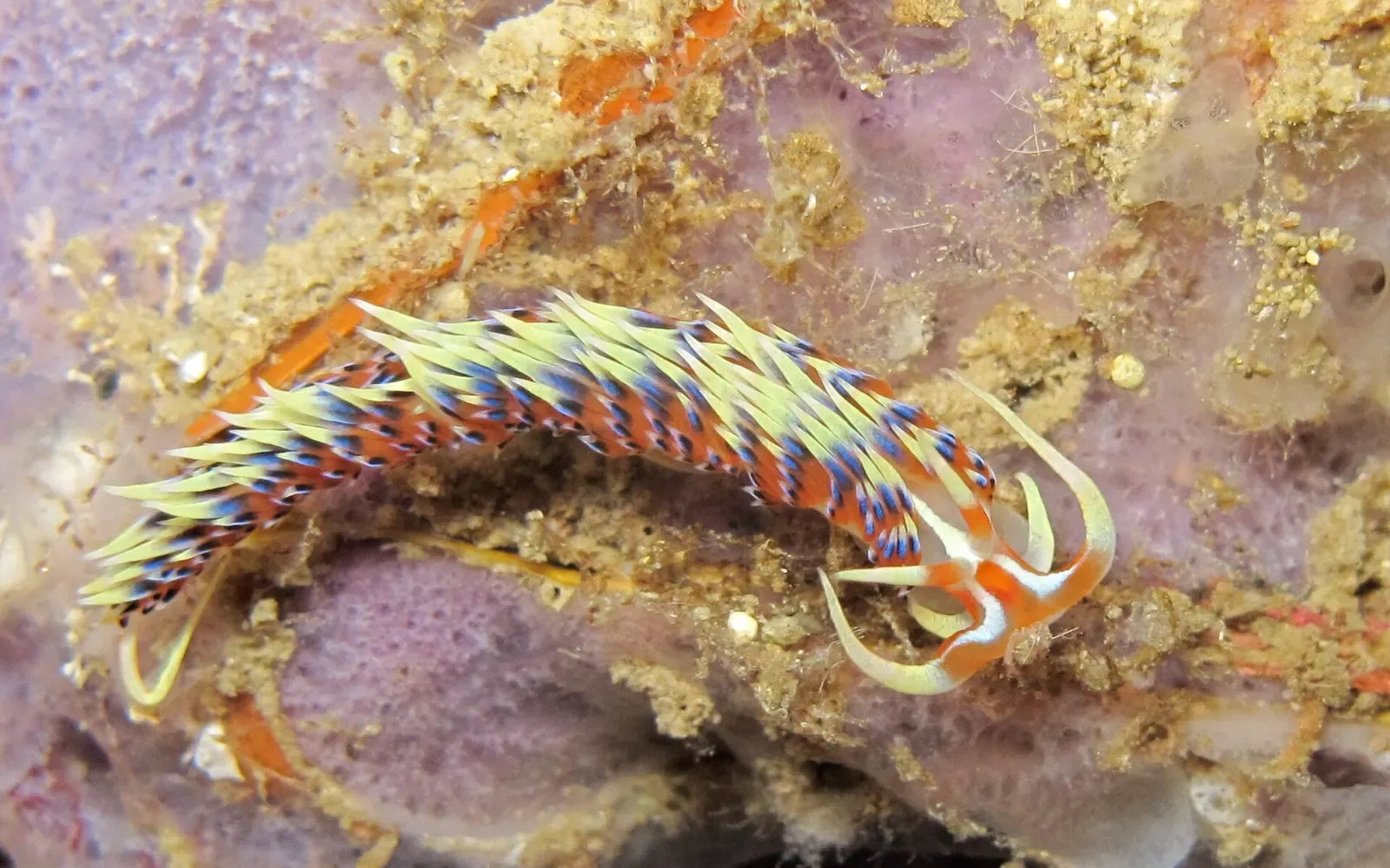 Indian Caloria nudibranch with orange-tipped cerata crawling across the reef — Sail Rock