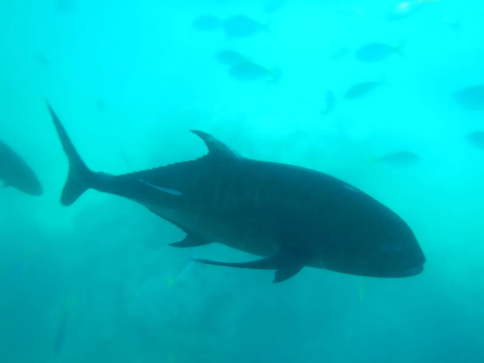 A giant trevally cruises over a reef in the Whitsunday Islands — Whitsundays