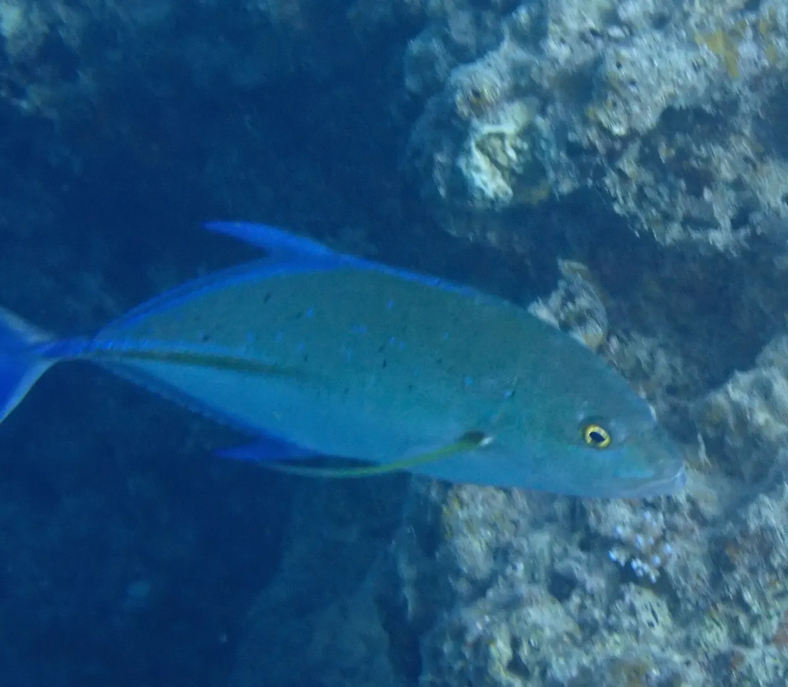 A blue trevally with bright blue fins swims past a rocky reef wall in deep blue water — Savusavu & Natewa Bay