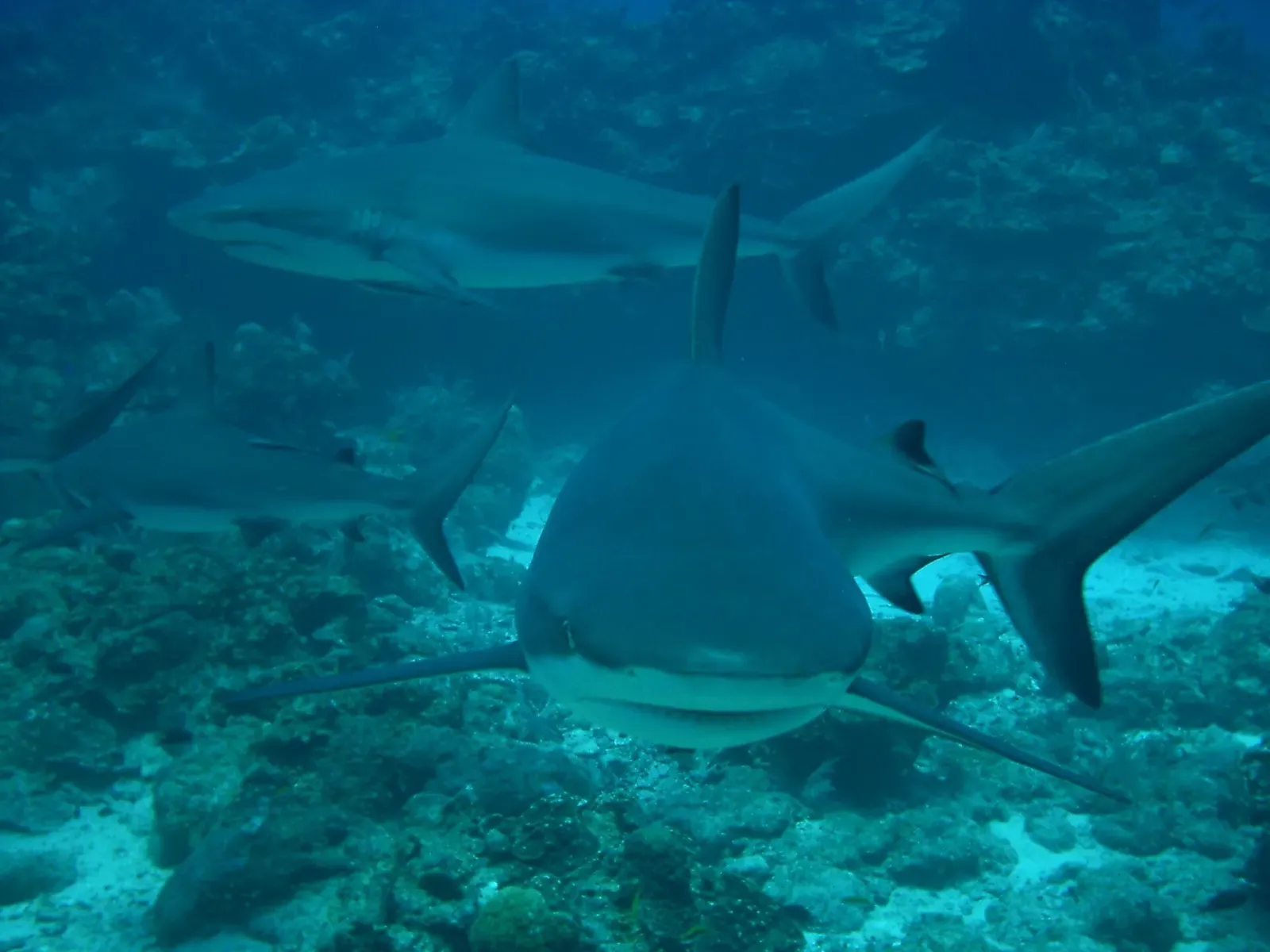 Several Caribbean reef sharks circle over a reef off Roatán