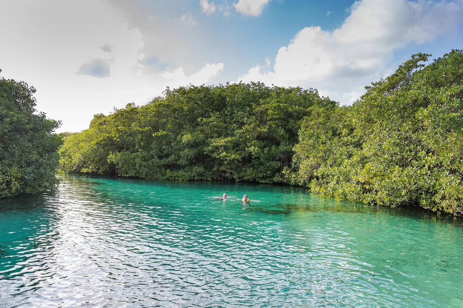 Swimmers in the clear channel between mangrove banks under a blue sky