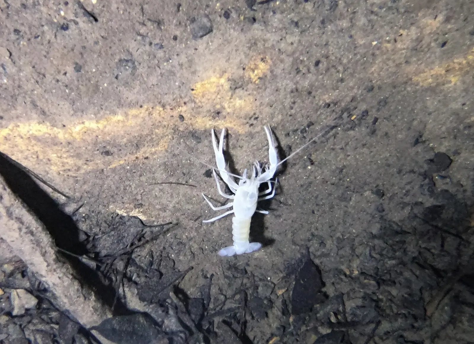 A pale, blind cave crawfish clinging to limestone rock inside the Peacock Springs cave system — North Florida Springs