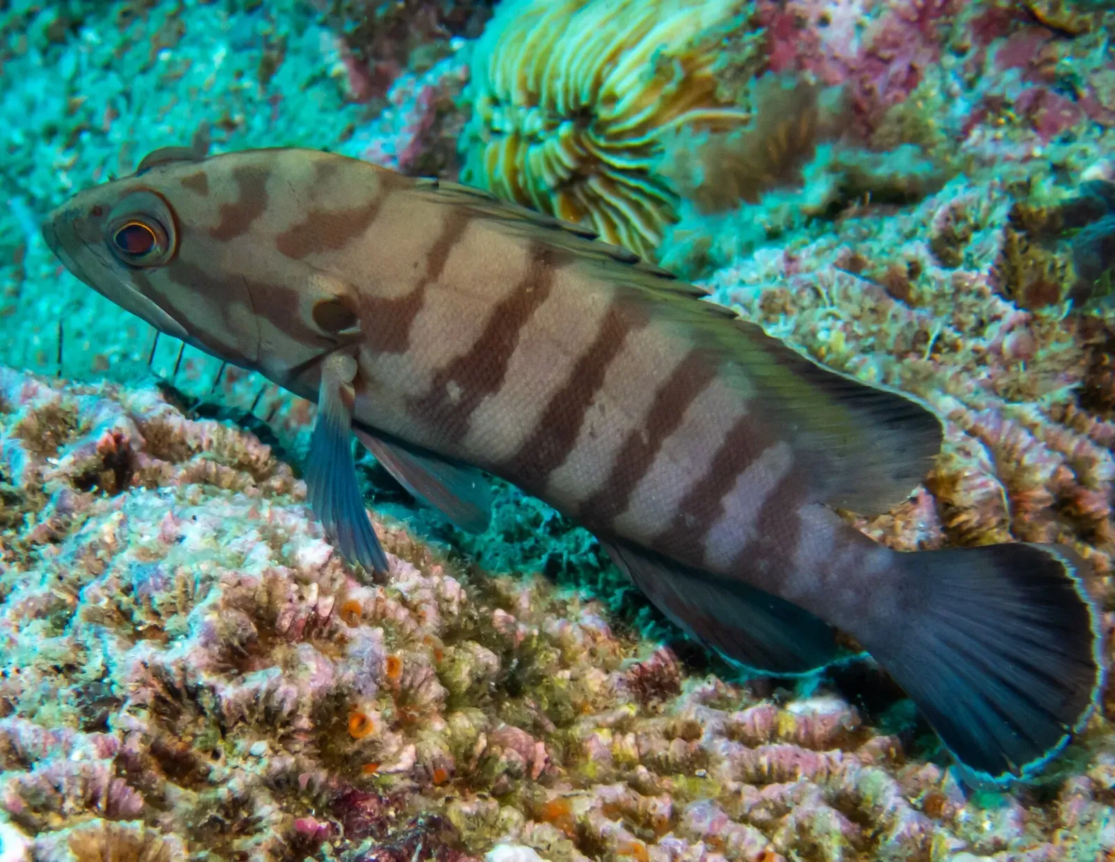 Chocolate grouper resting on coral near the wreck site — HTMS Sattakut, Koh Tao