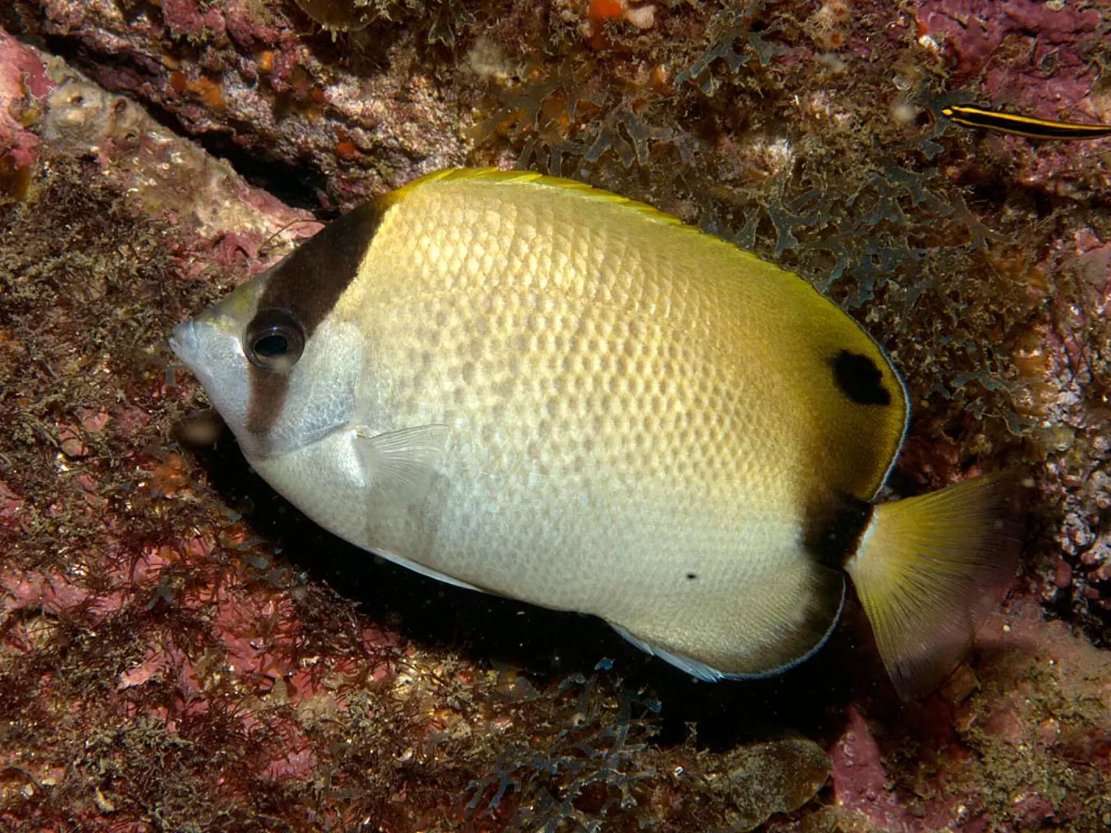 Reef butterflyfish, pale yellow with a dark eye band and tail spot, beside an encrusted rock — Búzios