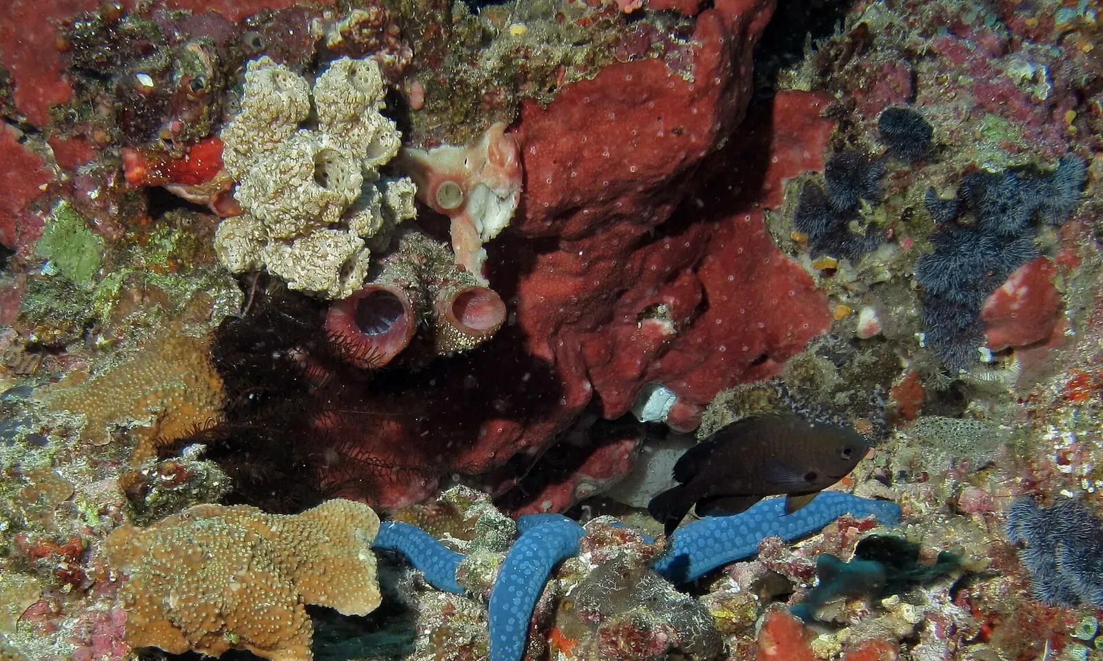 Small charcoal damselfish hovering in front of an orange tube sponge — Lekuan I, Bunaken