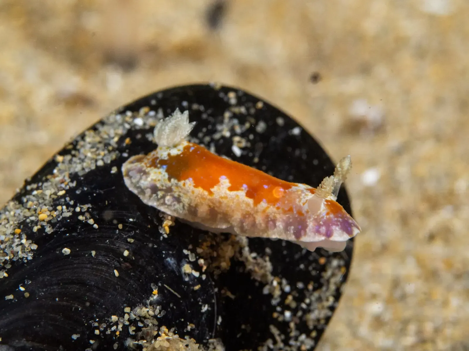 Orange and purple-edged nudibranch crawling across a dark mussel shell — Blairgowrie Pier, Port Phillip