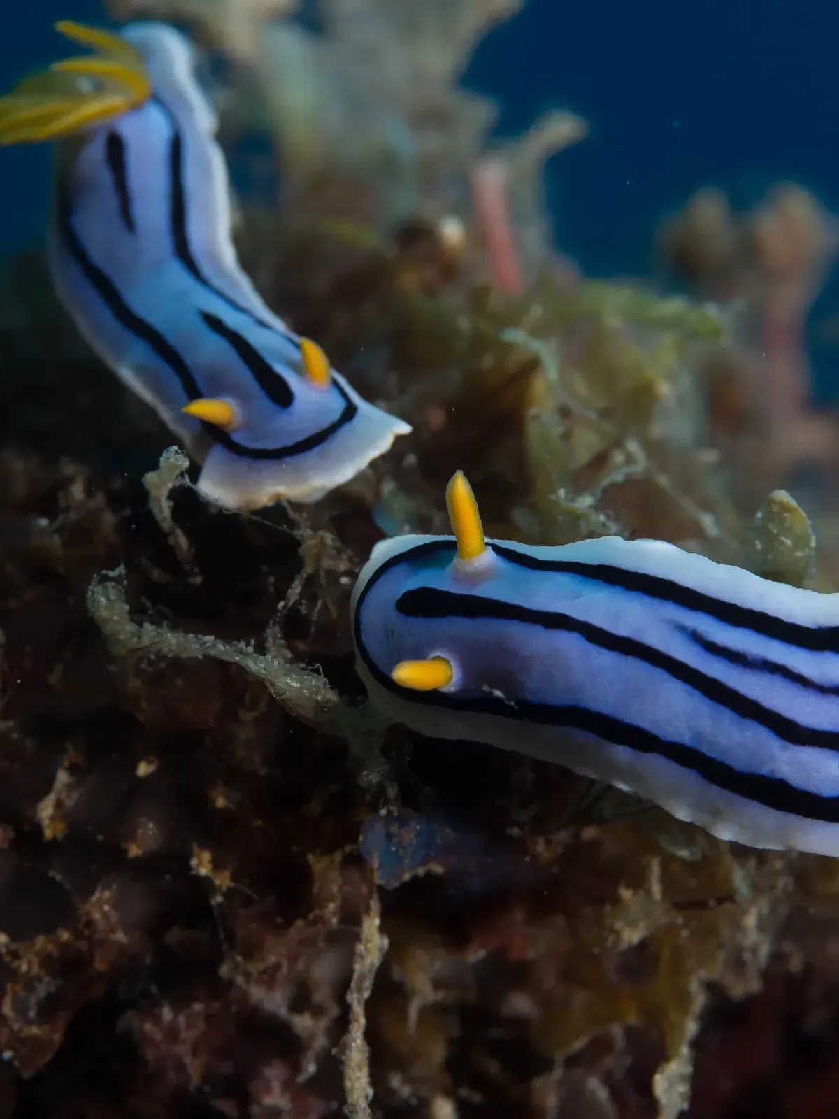 A pair of blue-and-black Chromodoris lochi nudibranchs on the reef — Romblon.