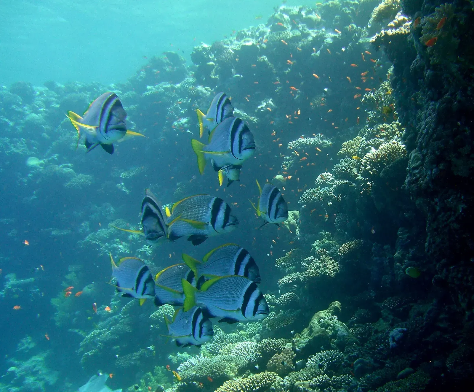 Twobar seabream swimming along the reef wall at Lighthouse — Dahab