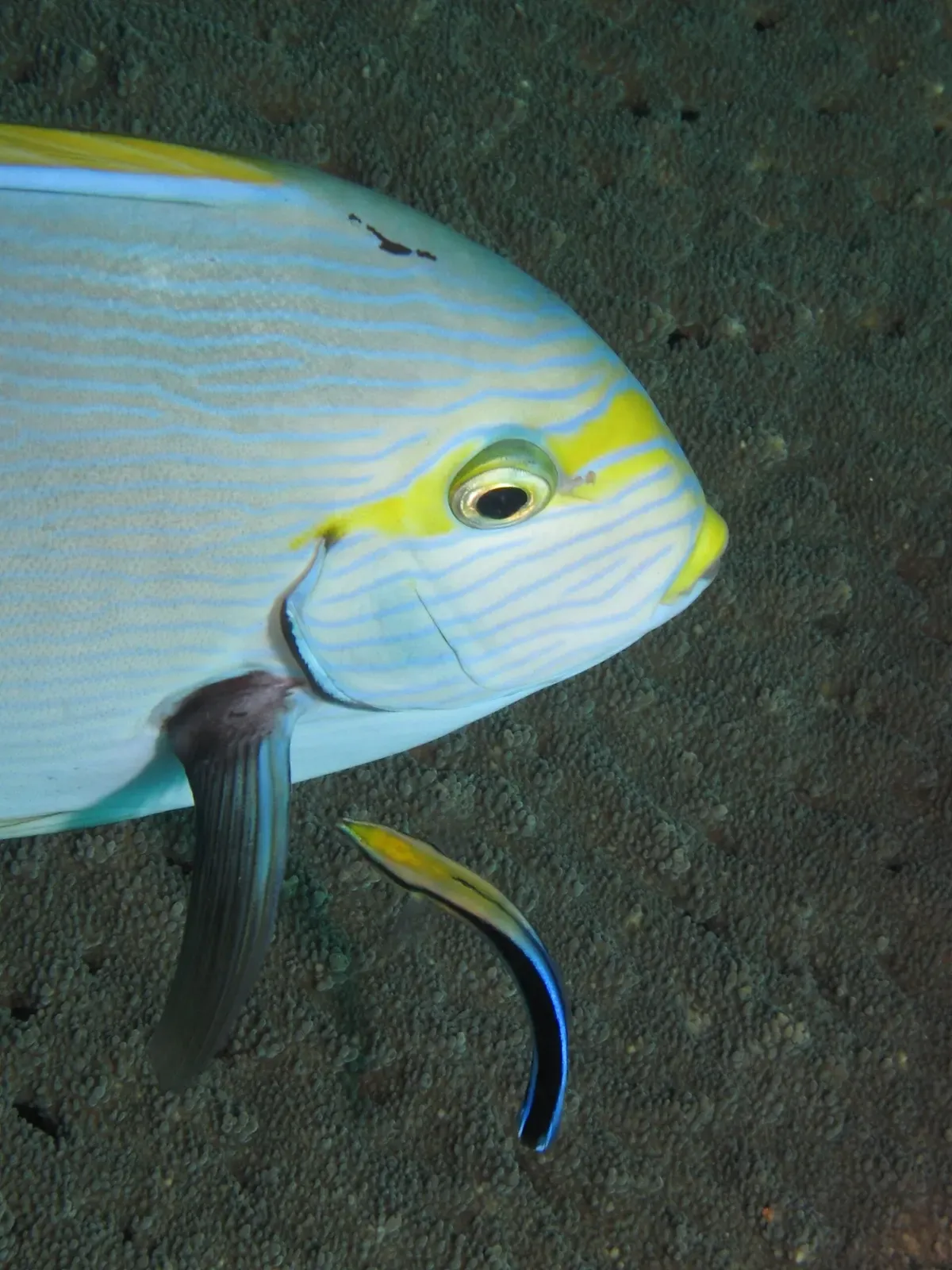 Bluestreak cleaner wrasse tending to a surgeonfish at a cleaning station — Cannibal Rock, Komodo.