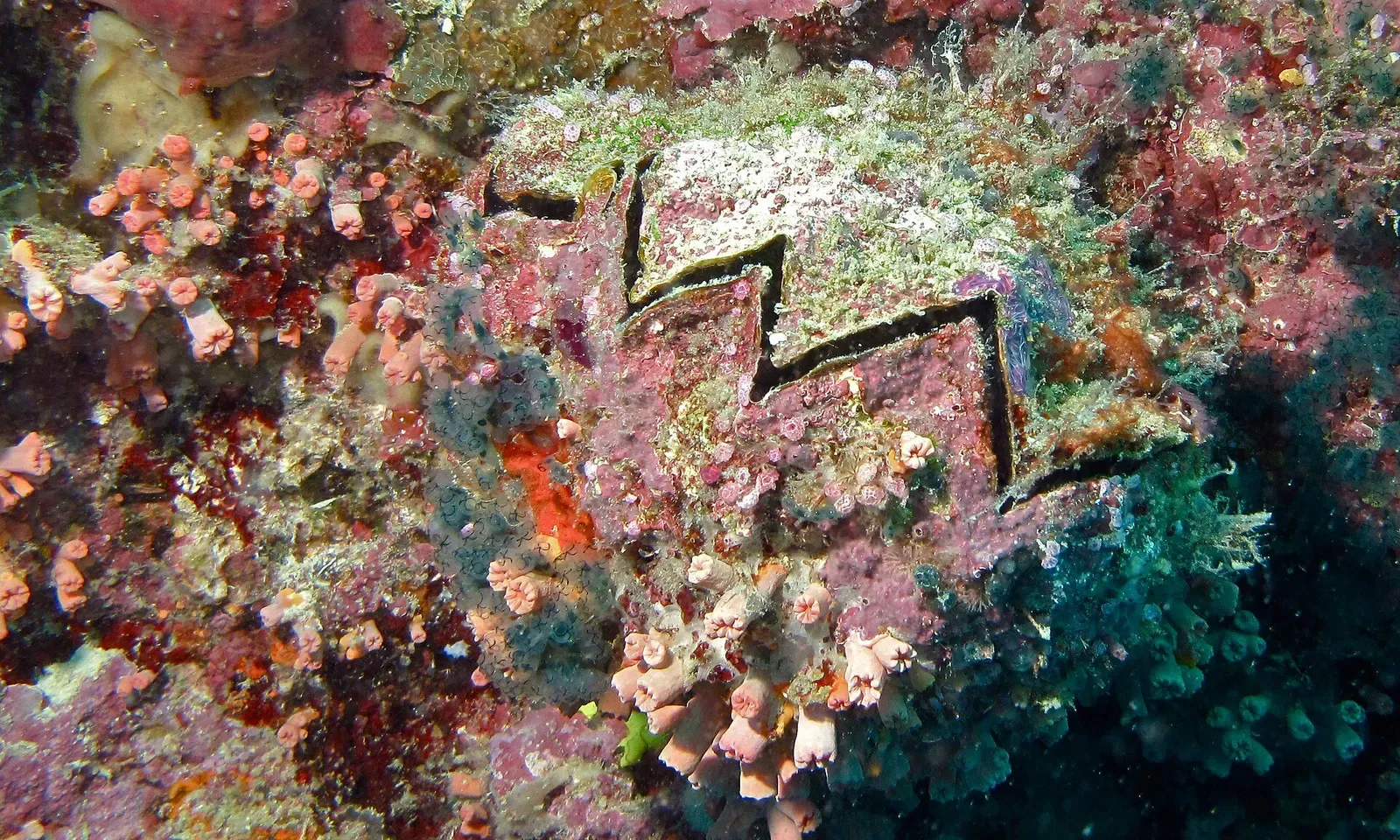 A cock's comb oyster with a zigzag black mantle edge on the reef at Turtle Tomb — Sipadan.