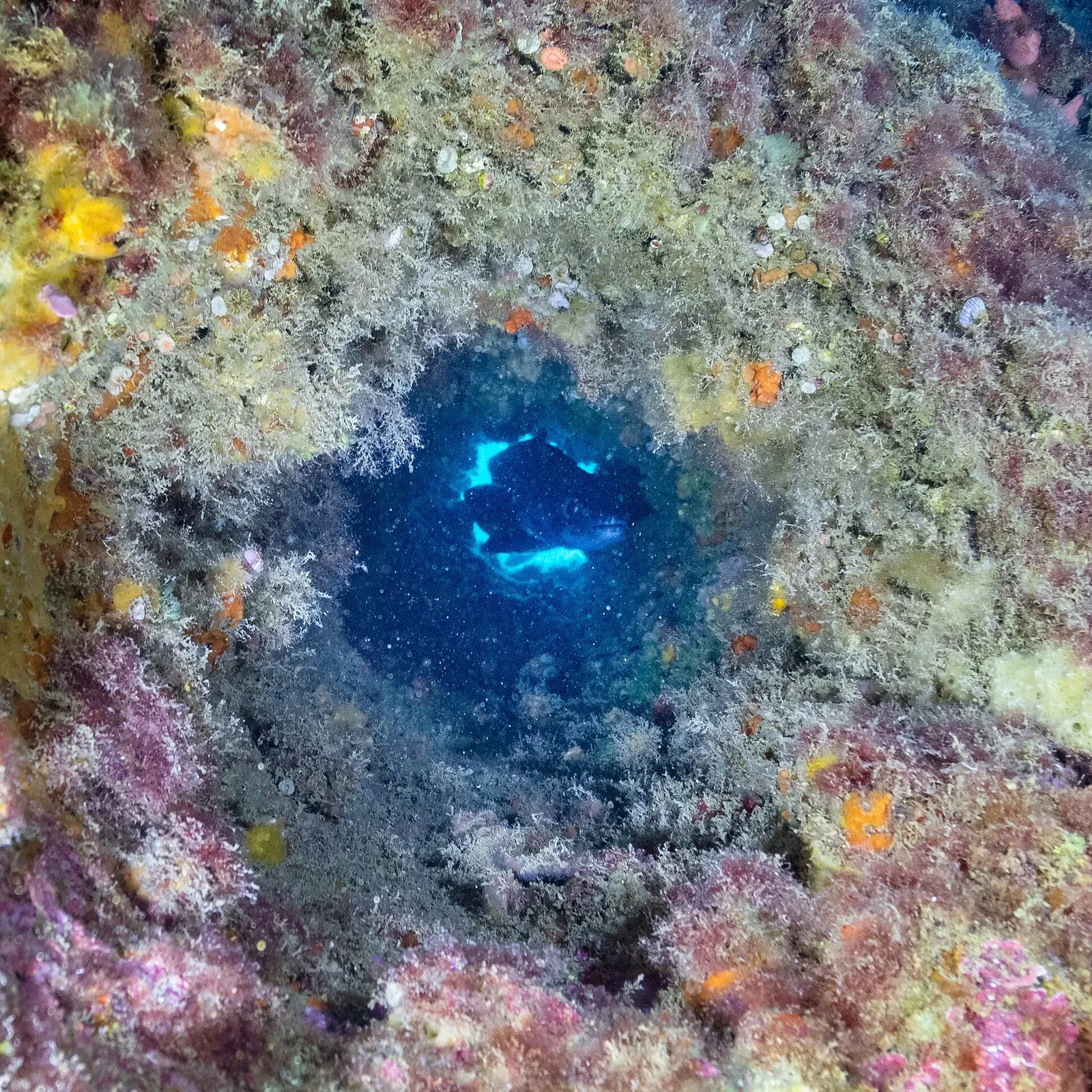 Conger eel looking out from a second porthole framed by soft corals — Naranjito, Cabo de Palos