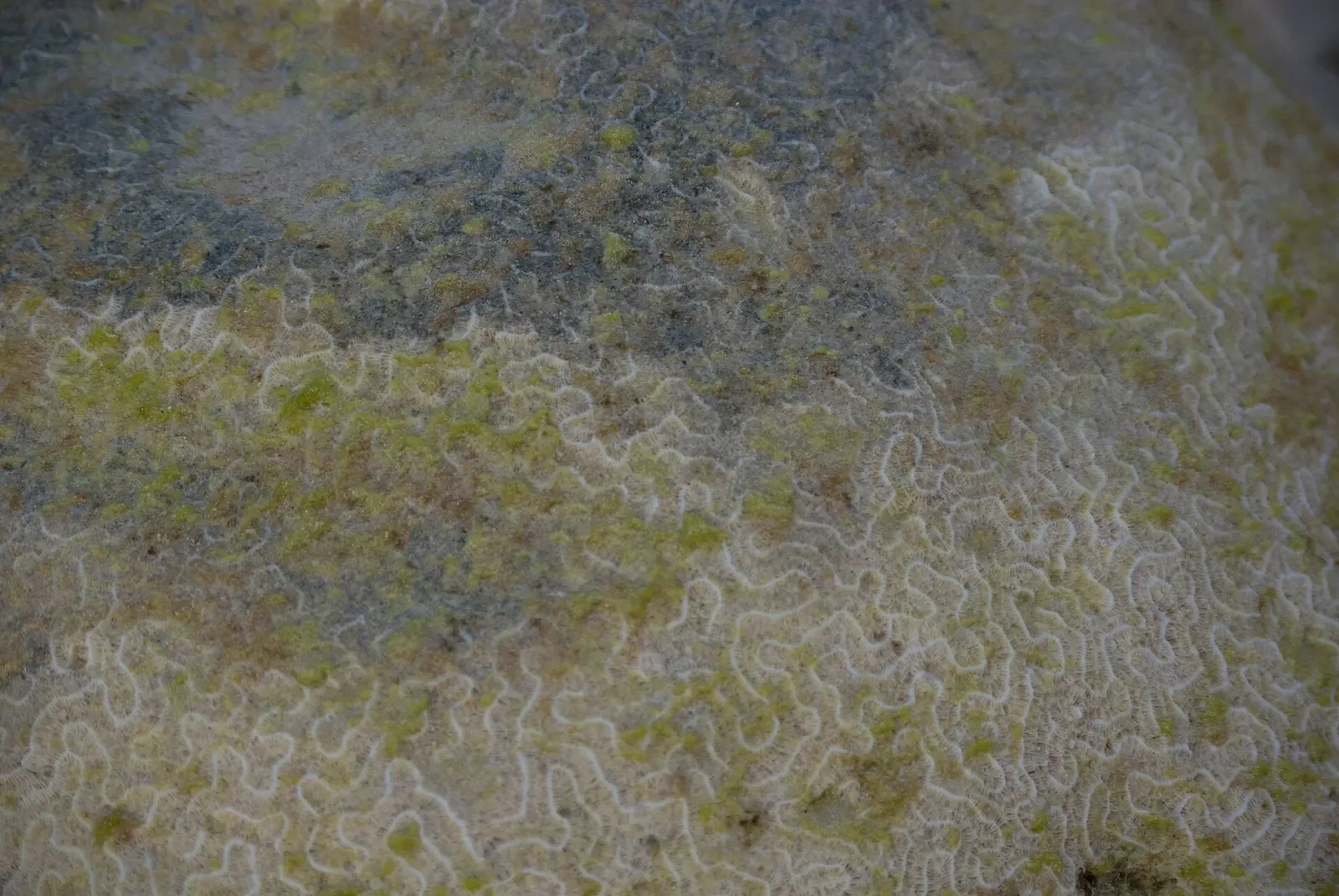 Close-up texture of coral exposed above the low tide line at Playa Kalki — Curaçao