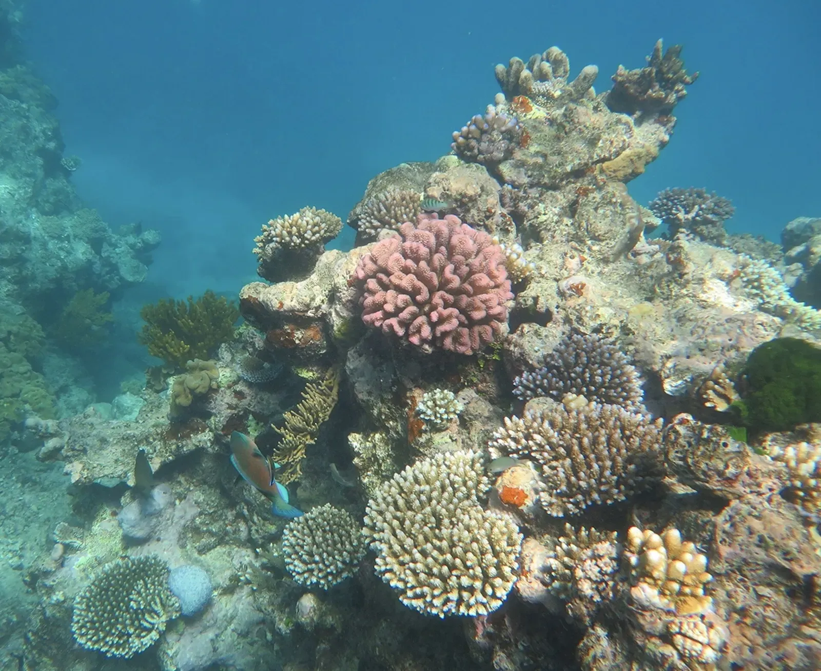 Diverse hard coral community covering the reef at Norman Reef — Great Barrier Reef