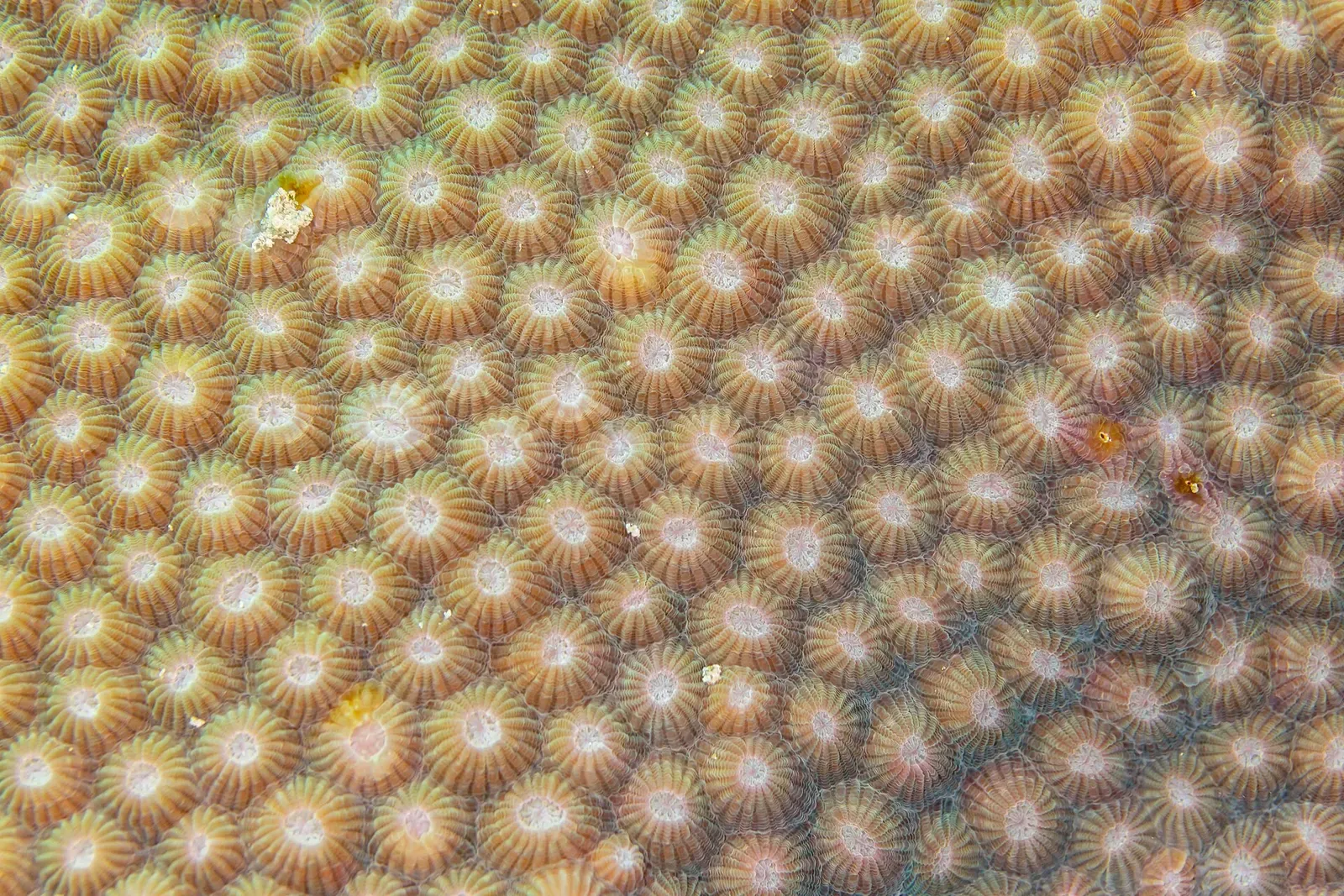 Close-up of a boulder coral's tightly packed circular polyps