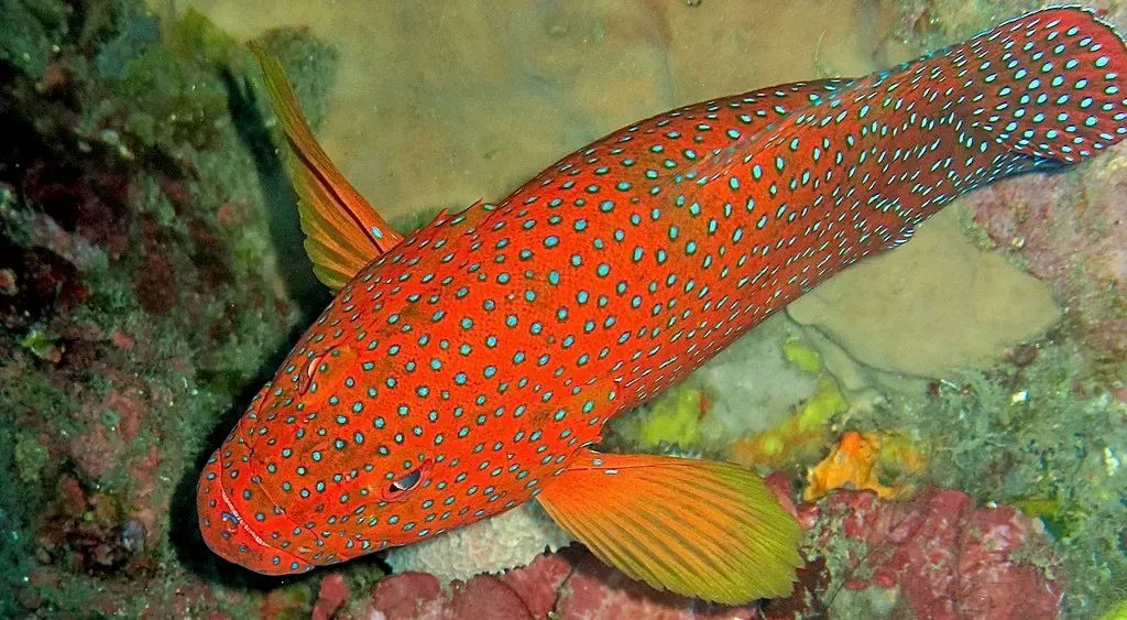 One red grouper covered in small blue spots resting among corals — Jemeluk Wall, Amed.