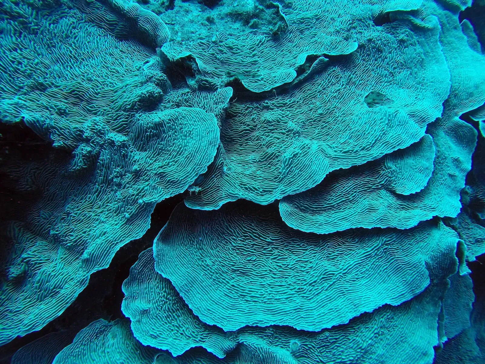 Close-up of ridged hard coral photographed at the Blue Hole — Dahab