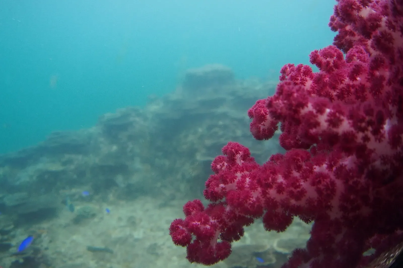 Magenta soft coral branch in the foreground with reef fish hazy in the background — Kushimoto Marine Park, Kushimoto