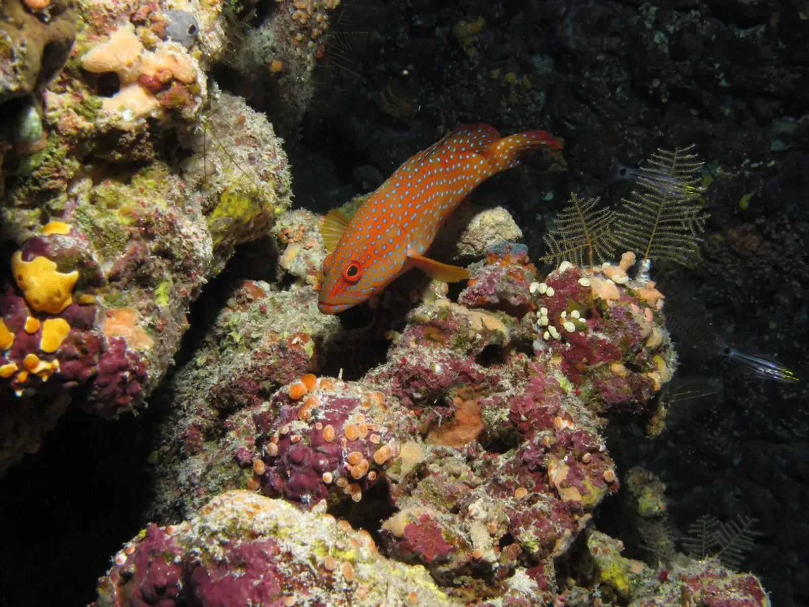 A coral trout rests among reef rock and soft coral at Dangerous Reef — St John's Reefs