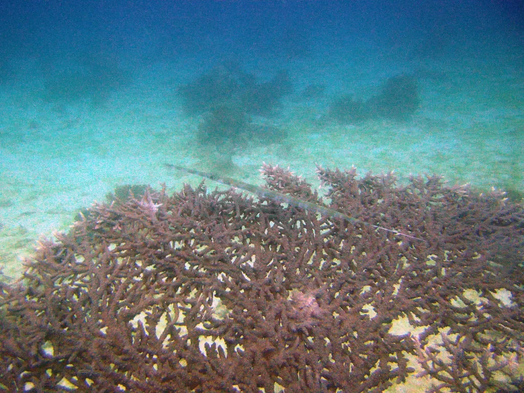 A slender cornet fish hovering over staghorn coral at The Islands — The Islands, Dahab