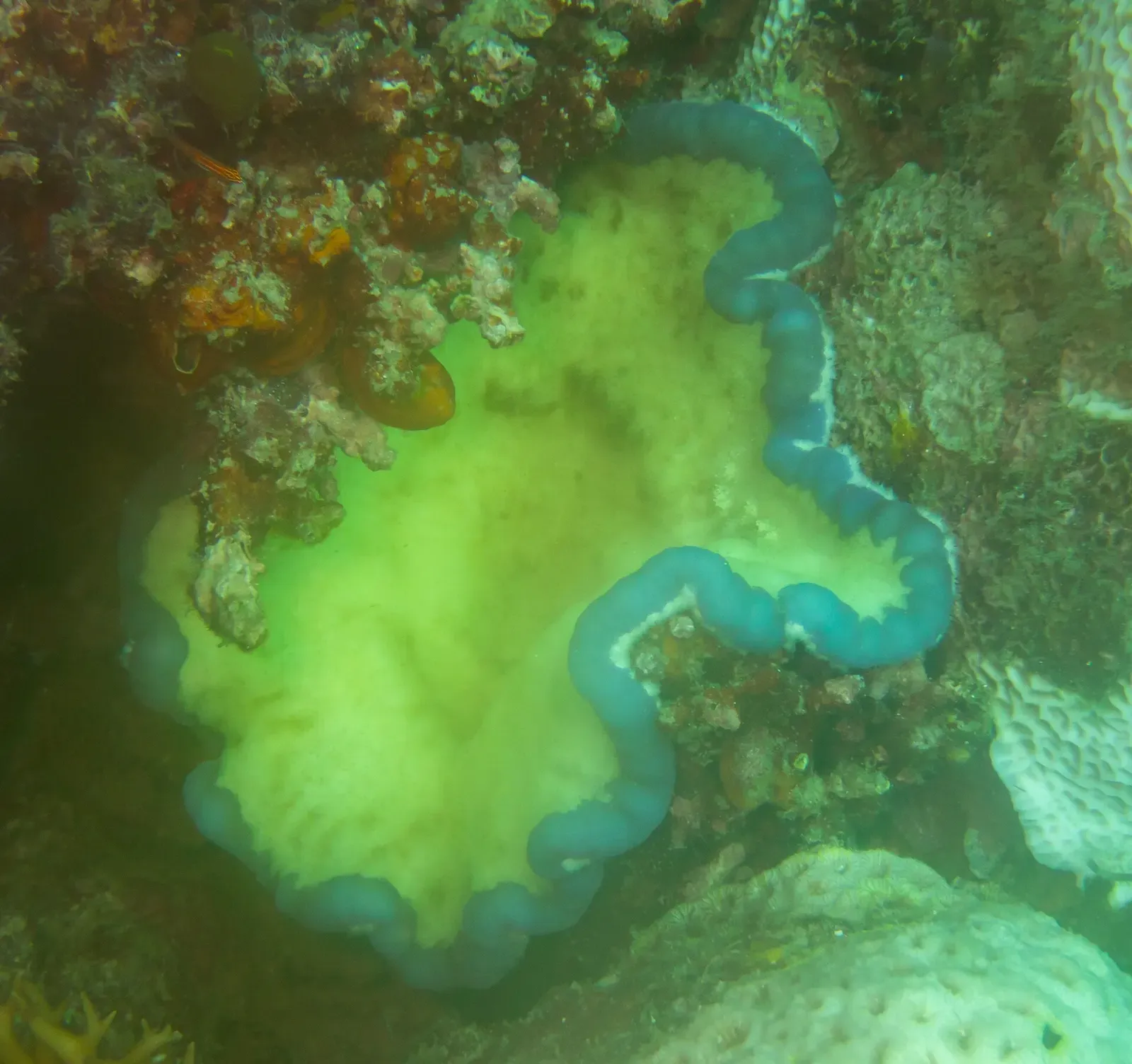 Giant clam with a bright green mantle set among coral rubble on the reef — Kadidiri, Togian Islands