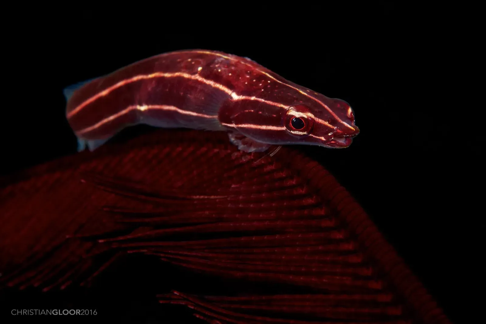 A red-striped clingfish perched on the feathery arm of a crinoid — Rhino City, Ambon.