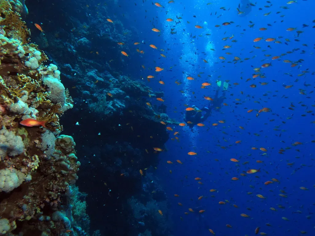 Divers silhouetted in open water surrounded by a dense cloud of orange anthias — Big Brother Island, Brothers & Daedalus
