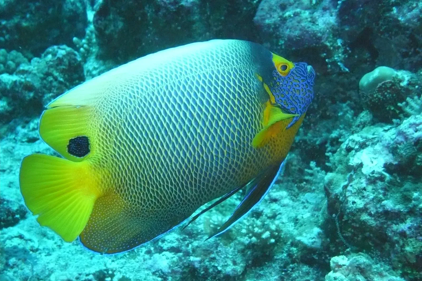 A blue and yellow angelfish over the reef at Blue Corner — Palau.