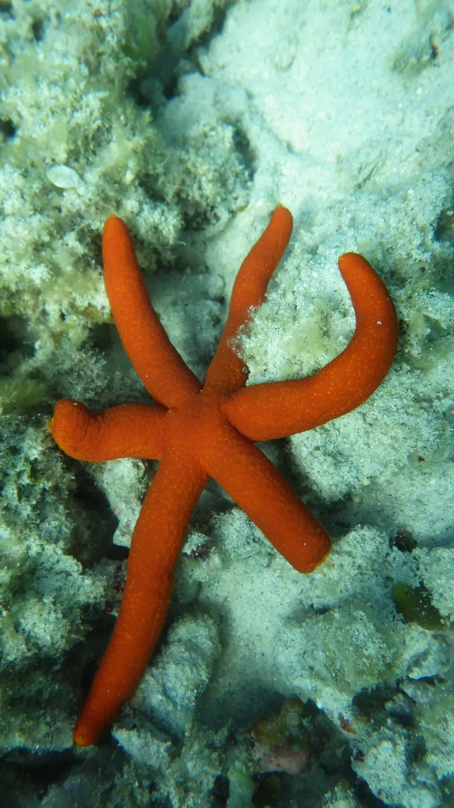A bright orange sea star grips a sand-dusted coral head underwater — Kerama Islands.