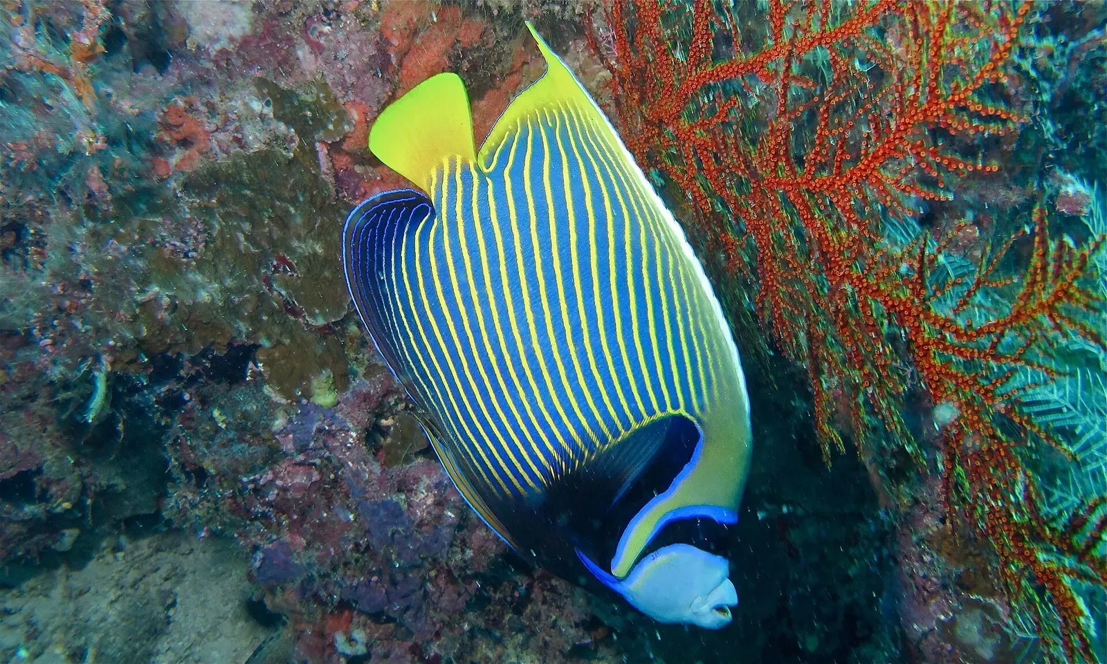 An emperor angelfish with bold blue and yellow stripes swims past the reef wall — Barracuda Point, Sipadan.