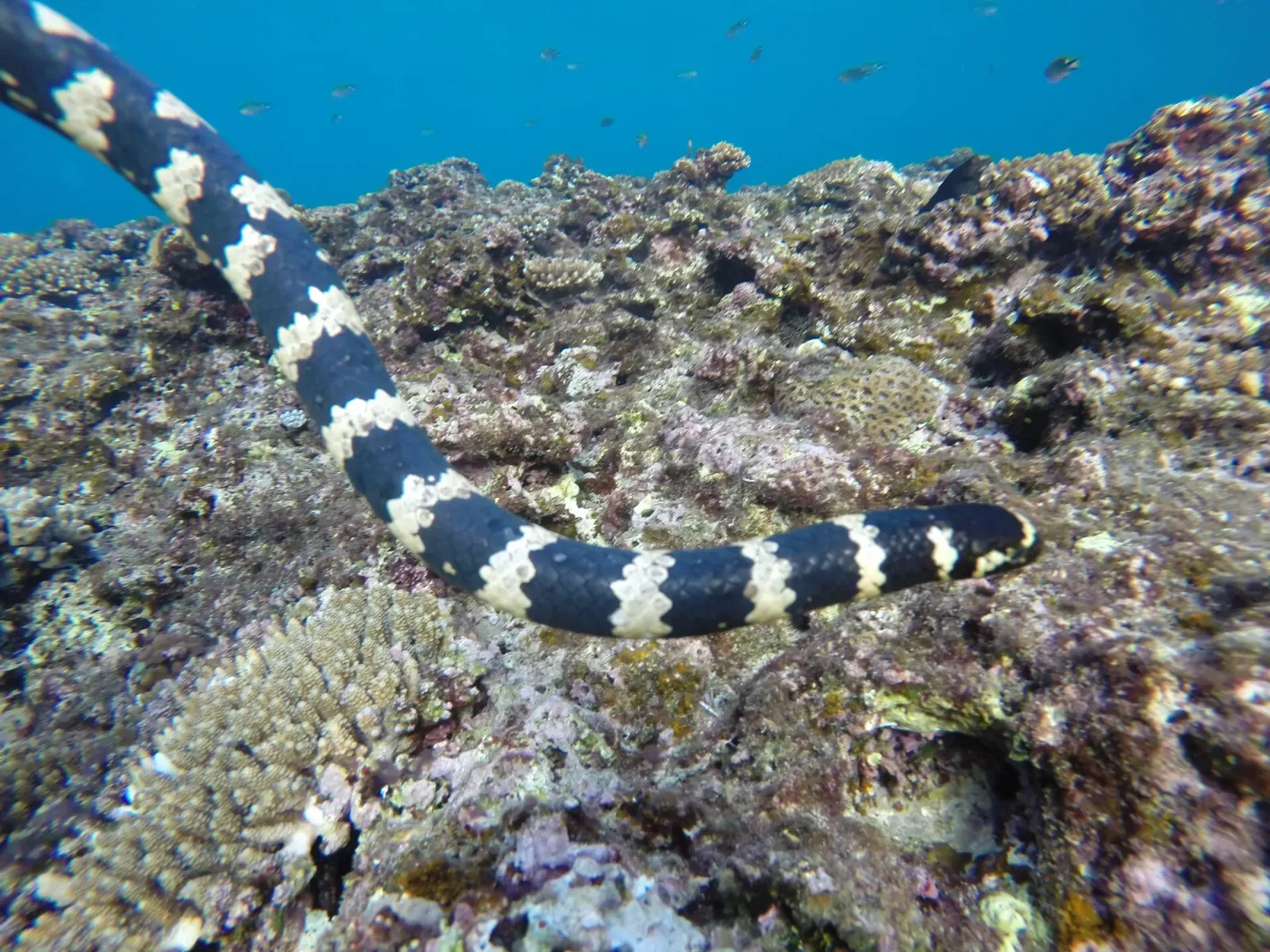 A banded sea snake swimming over a coral reef with small fish in the background — Okinawa