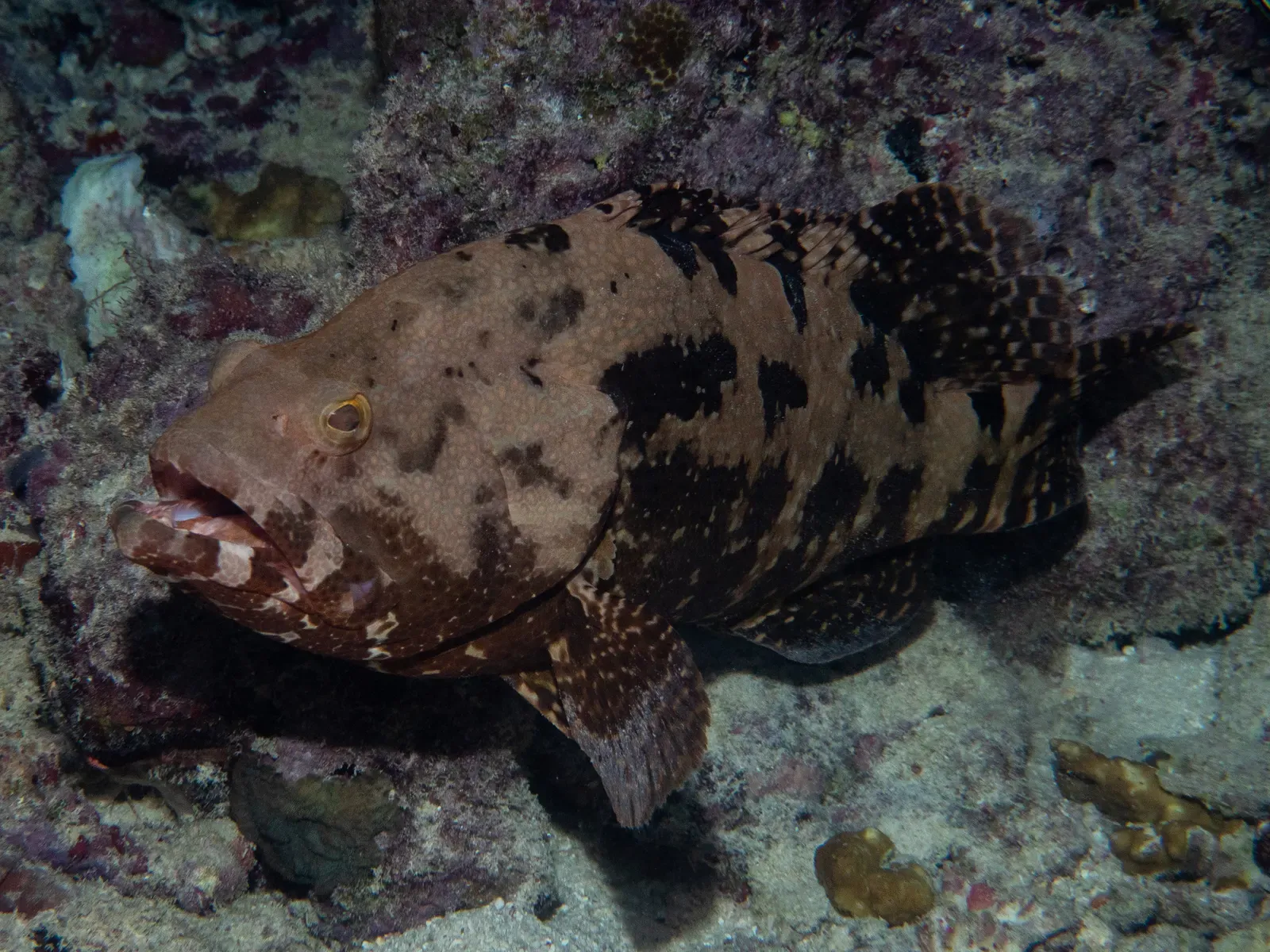 A flowery rockcod grouper resting on the coral reef in the Maldives — Baa Atoll & Hanifaru
