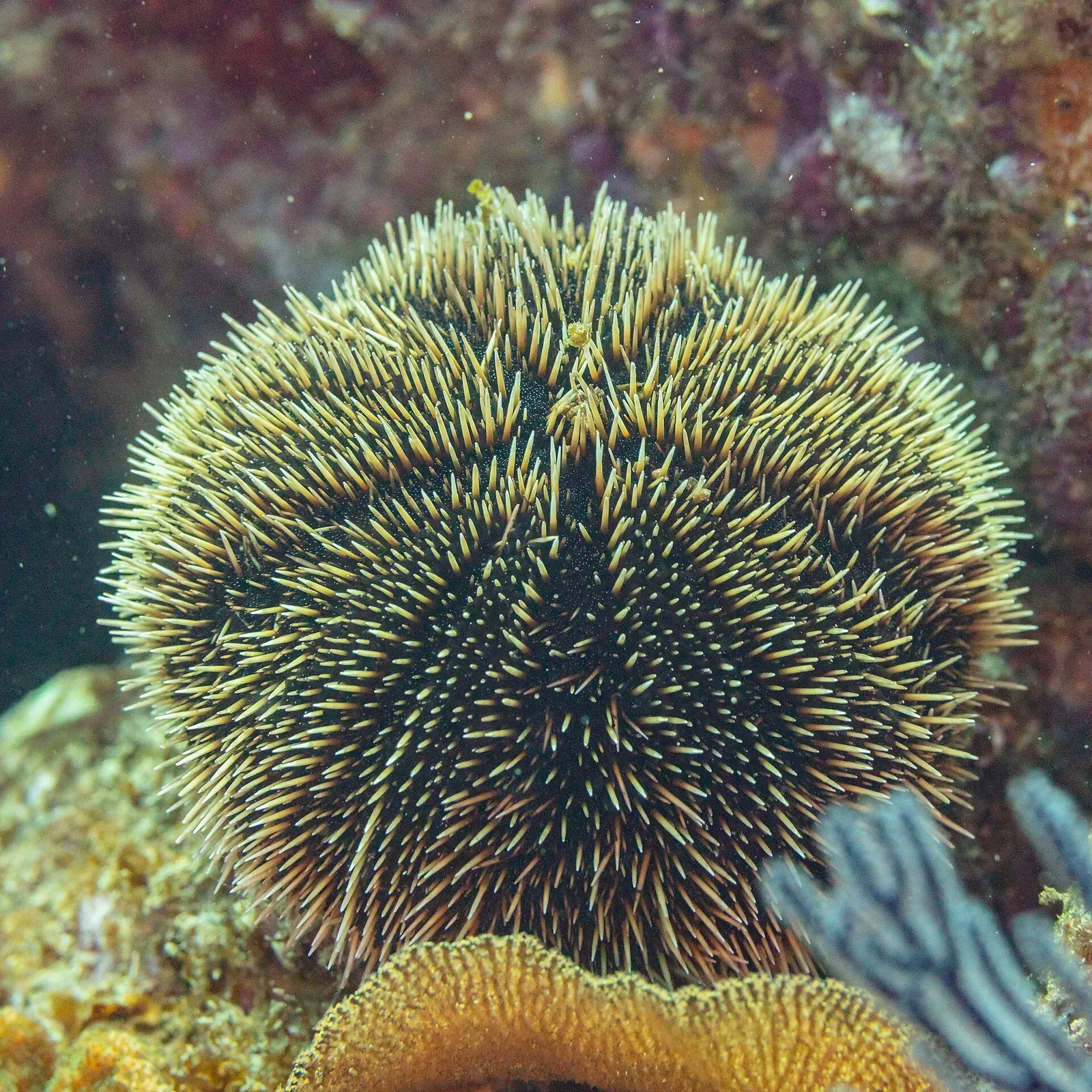 White sea urchin with short pale spines on a reef among sea fans — Los Cabos