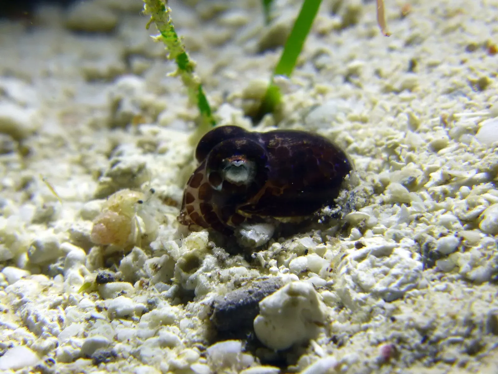 A small bobtail squid half-buried in white sand at Cabilao