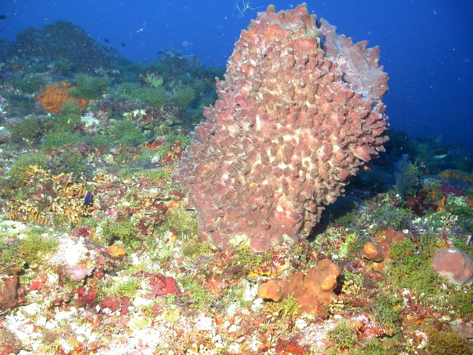 Pink barrel sponge on the reef at McGrail Bank — Flower Garden Banks
