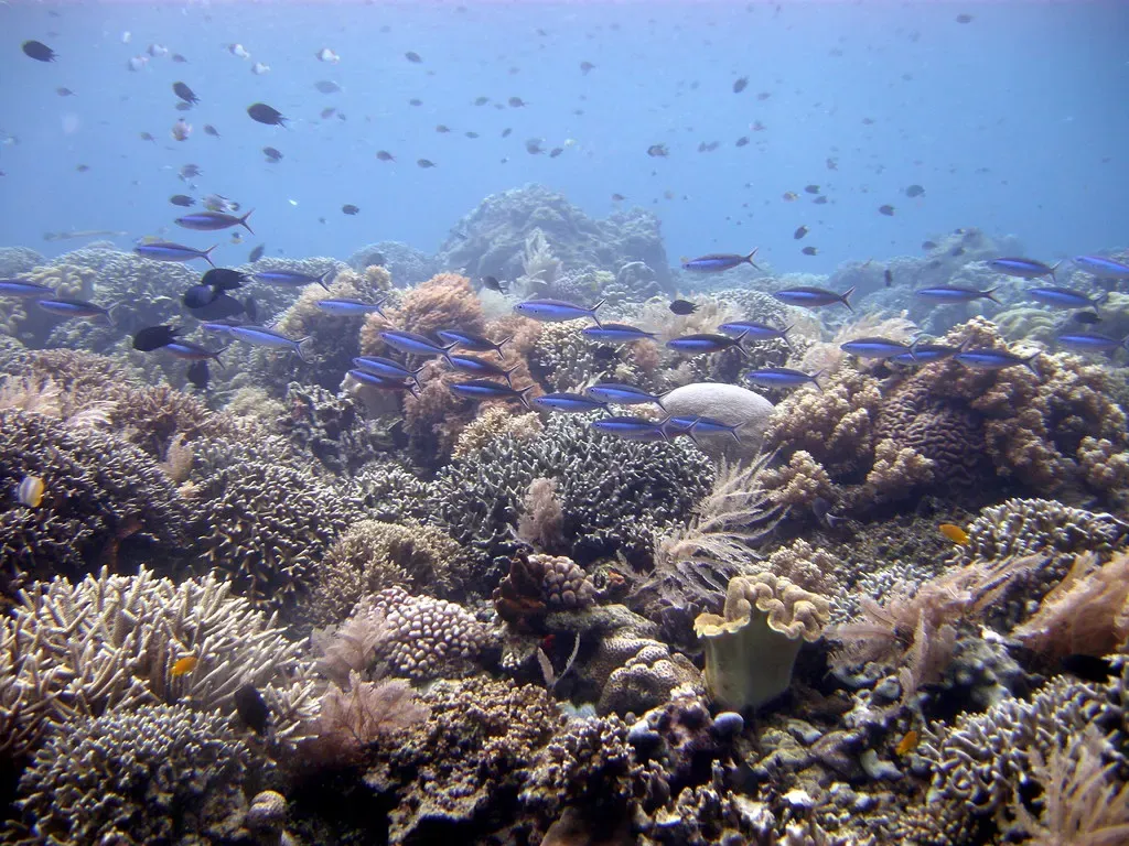 Small reef fish schooling over hard coral terrain on Bunaken Timur
