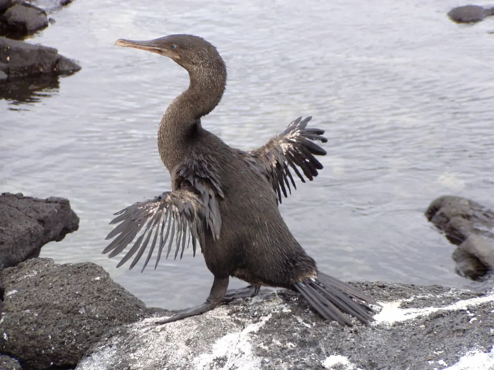A flightless cormorant stands on dark volcanic rock with its stubby, ragged wings spread to dry against the water.