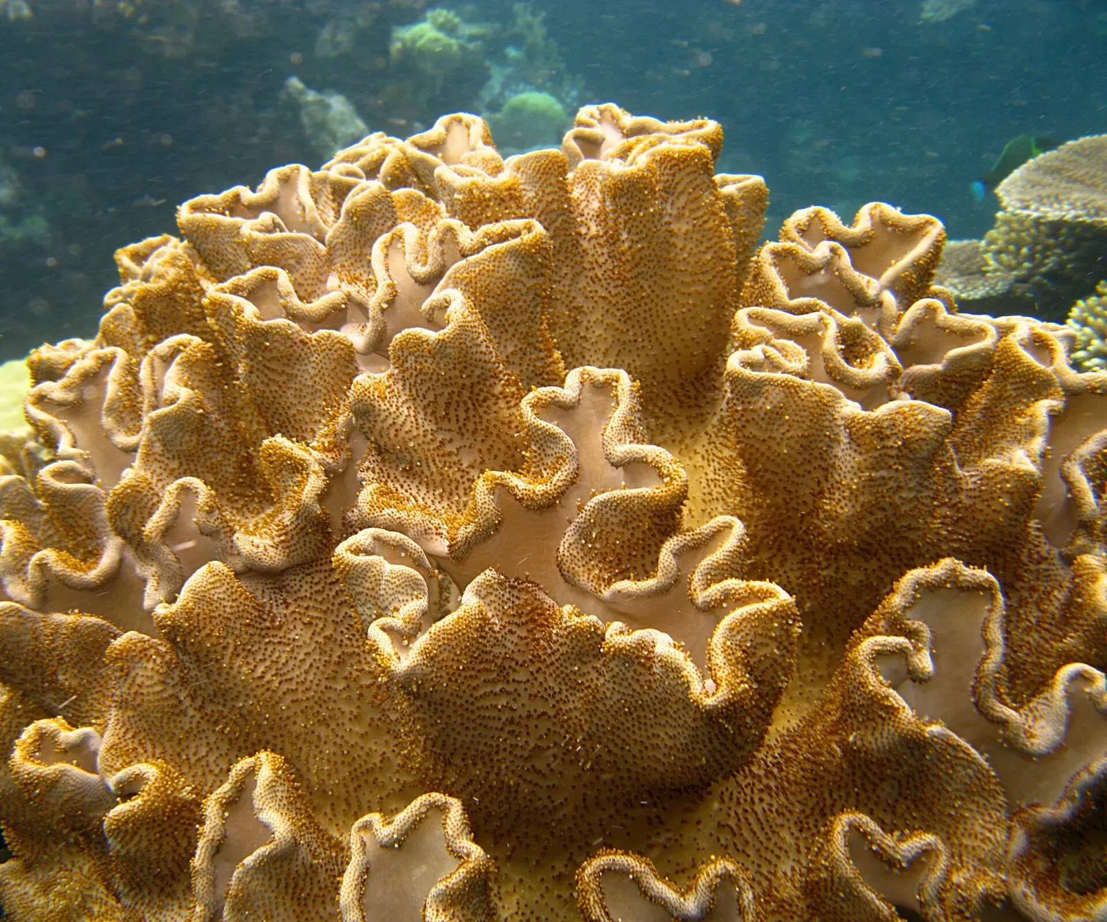 Close up of a tan leather coral with folded, ruffled lobes — Flynn Reef, Great Barrier Reef