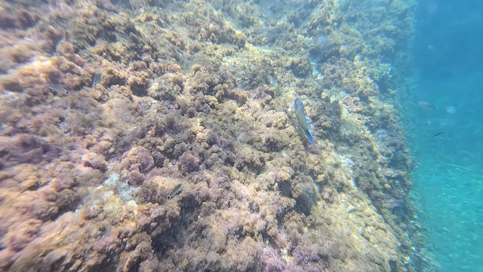 Rocky, algae-covered seabed of San Fruttuoso bay with a small fish swimming past — Cristo degli Abissi, Portofino