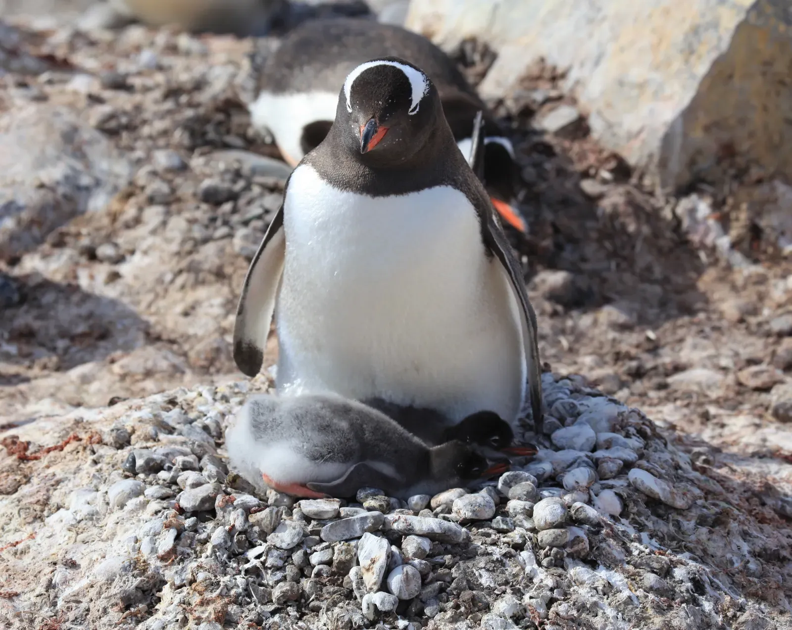 A gentoo penguin stands over two downy chicks on a pebble nest at Waterboat Point — Antarctic Peninsula
