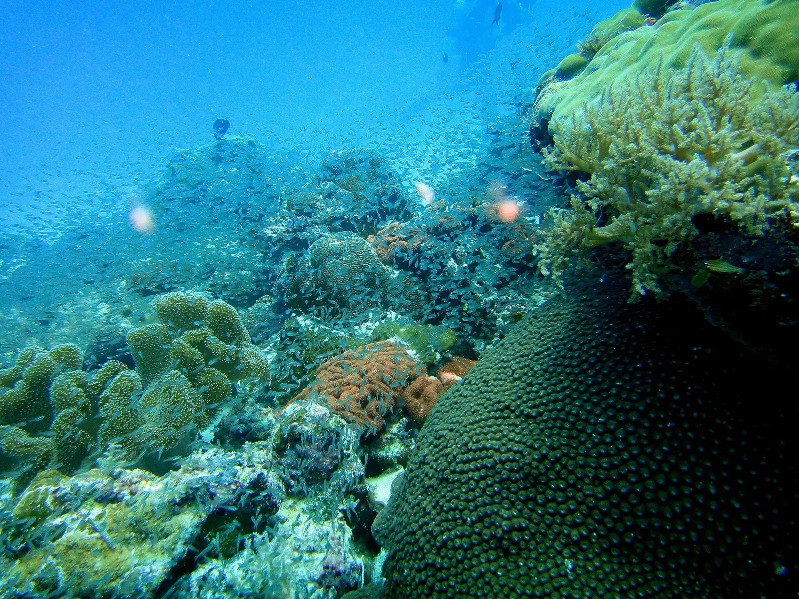 A cloud of glassfish hovers over a coral head on the reef — German Channel, Palau.