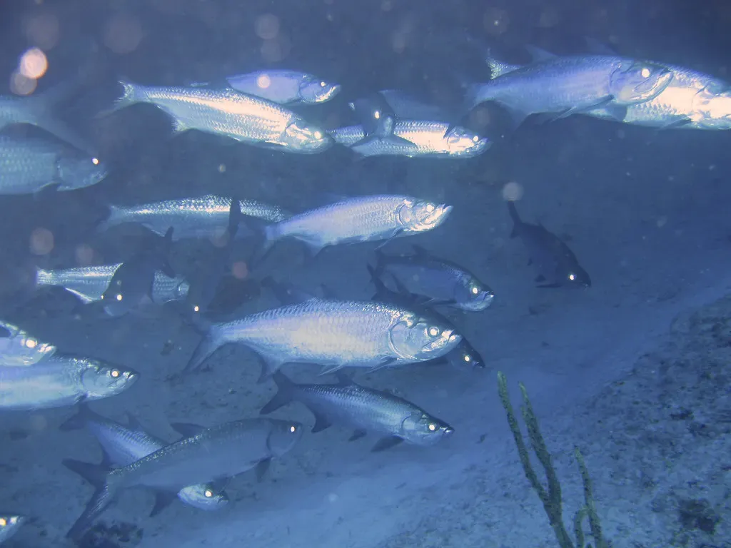 A dense school of silver tarpon hangs beneath a rock overhang — Grand Cayman