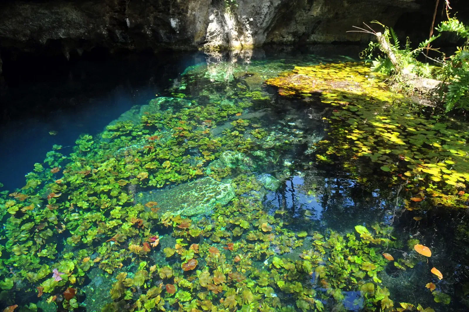 Lily pads float across a greenish pool inside a cave opening, framed by tree roots — Gran Cenote, Riviera Maya Cenotes.