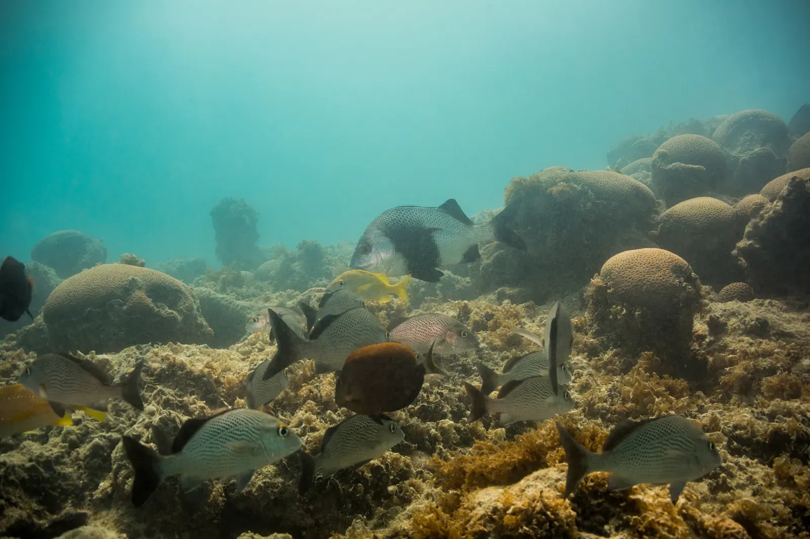 Grunts swim over a reef top crowded with rounded coral heads at Abrolhos, a coral column behind them — Abrolhos Archipelago