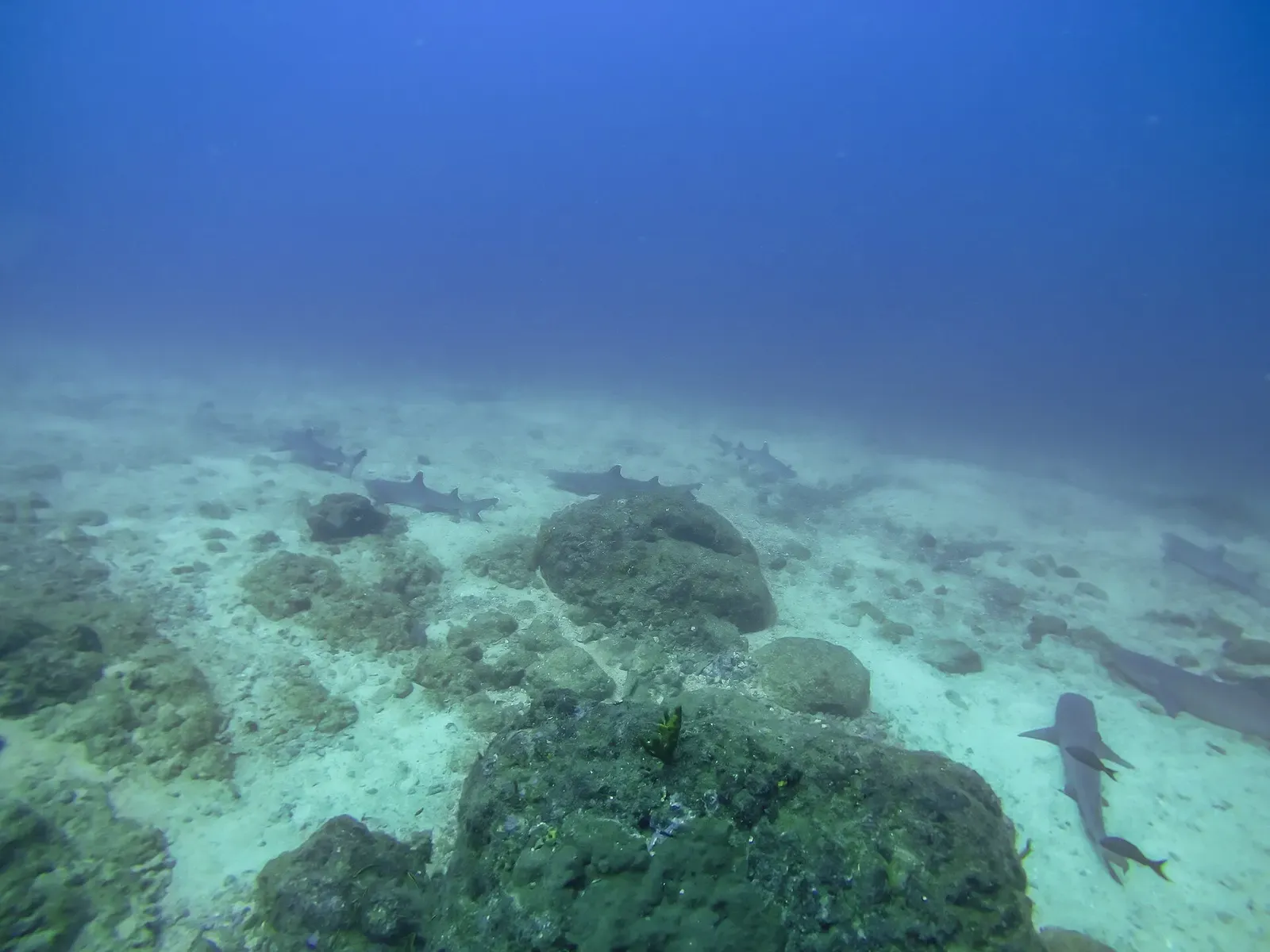 Several whitetip reef sharks glide low over a sandy bottom studded with boulders — Coiba.