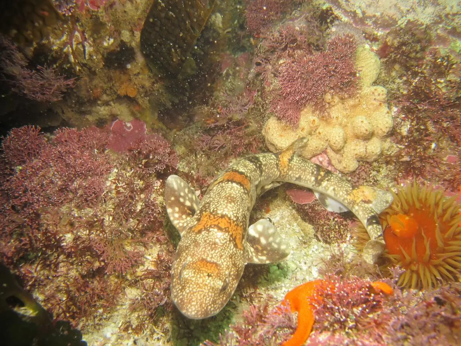 A puffadder shyshark rests camouflaged against a reddish reef — Partridge Point, Cape Town
