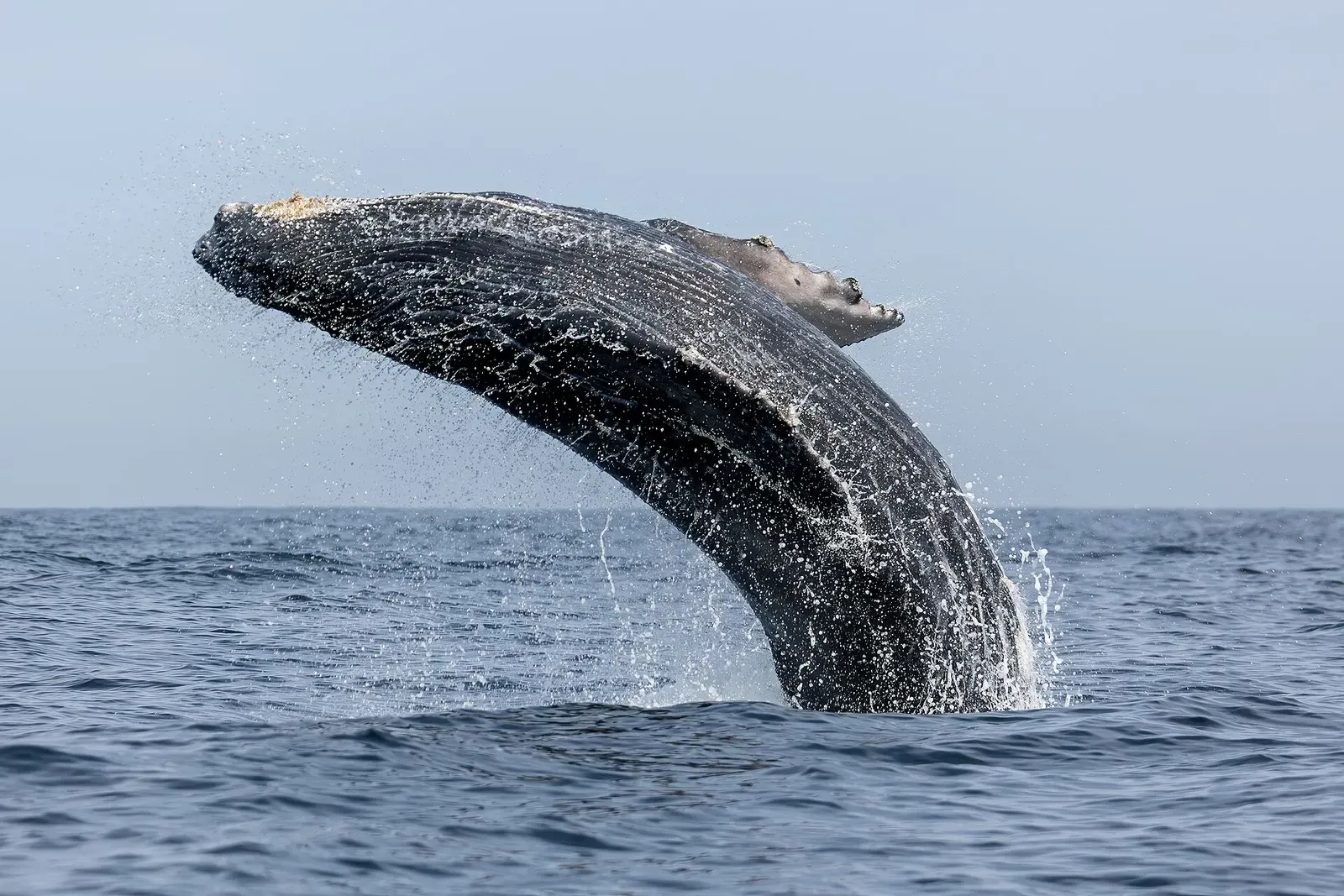 A humpback whale breaching out of the sea, its long pectoral fin and grooved throat clear of the water — Islas Marietas, Puerto Vallarta & Banderas Bay