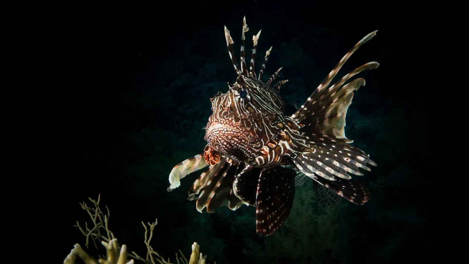 A lionfish spreads its venomous spines against a dark background on a Red Sea night dive — Abu Nuhas.