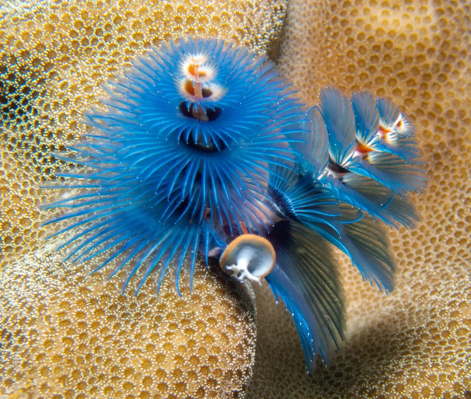Blue Christmas tree worm spiralling out of the reef at Twins — Koh Tao